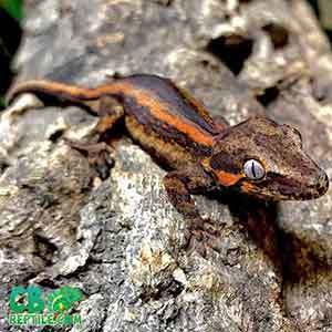 gargoyle gecko