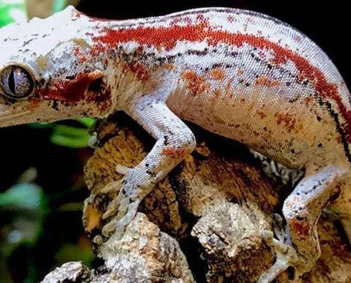 gargoyle gecko