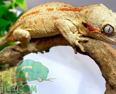 gargoyle gecko care