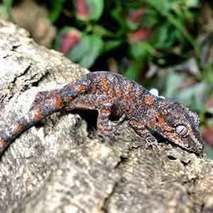 reticulated gargoyle gecko