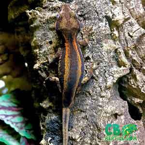 gargoyle gecko morphs