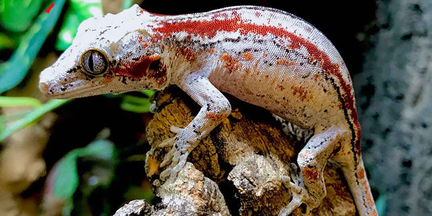 gargoyle gecko