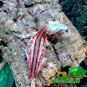 gargoyle geckos for sale