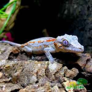 gargoyle geckos for sale