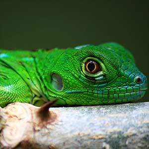 green iguana for sale