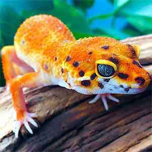 leopard gecko breeder