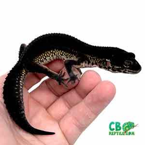 baby leopard geckos for sale