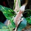 male gargoyle gecko for sale
