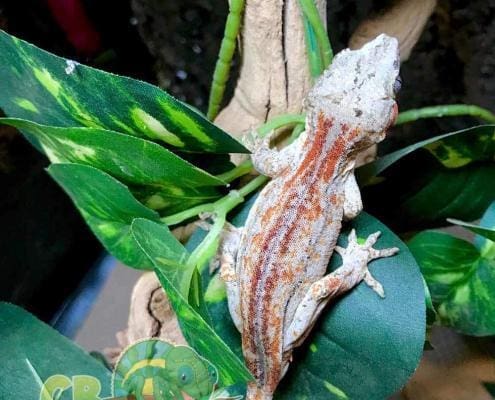 male gargoyle gecko for sale