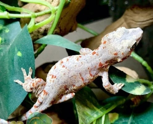 orange blotch gargoyle gecko