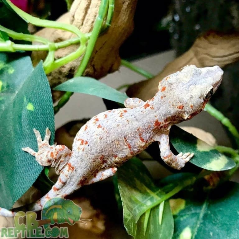 Red and Orange stripe gargoyle gecko for sale online baby orange red