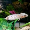 orange blotch gargoyle gecko