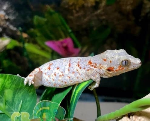 orange blotch gargoyle gecko