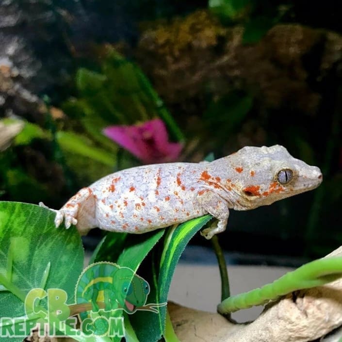 Red and Orange stripe gargoyle gecko for sale online baby orange red