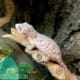 orange blotched gargoyle gecko