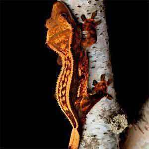 pinstripe crested gecko