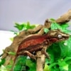 6 stripe gargoyle gecko