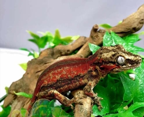 6 stripe gargoyle gecko