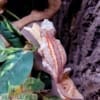 red orange super stripe gargoyle gecko