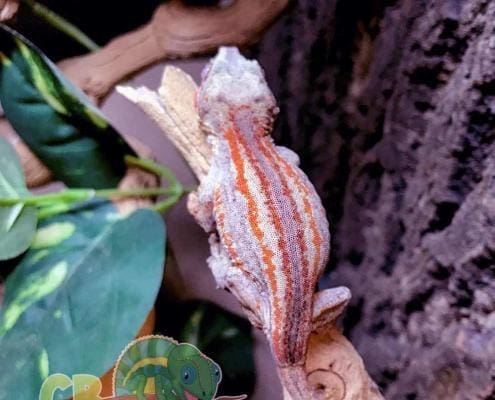 red orange super stripe gargoyle gecko