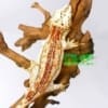 RED STRIPE GARGOYL GECKO