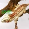 red stripe gargoyle geckos