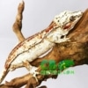 red stripe gargoyle geckos for sale