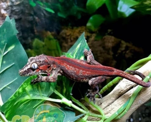 red super stripe gargoyle gecko