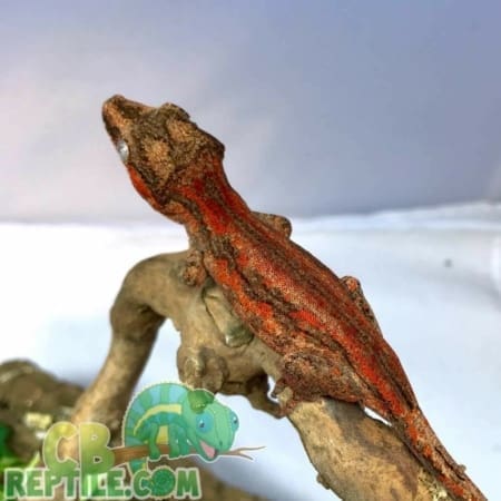 red gargoyle gecko for sale