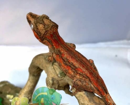 red gargoyle gecko for sale