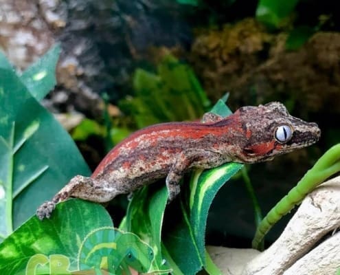 red super stripe gargoyle gecko