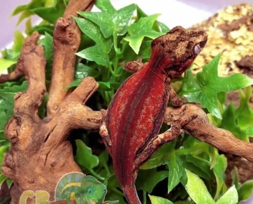 gargoyle gecko for sale