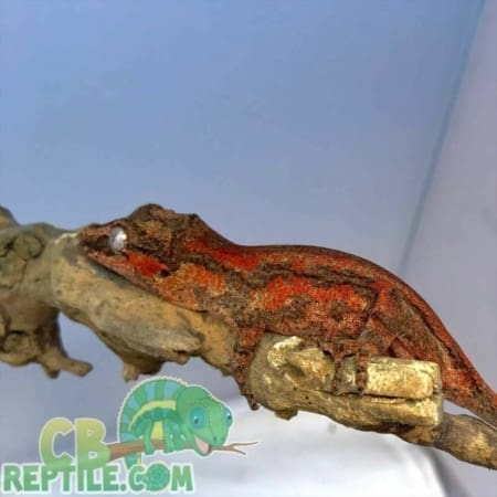 red gargoyle gecko