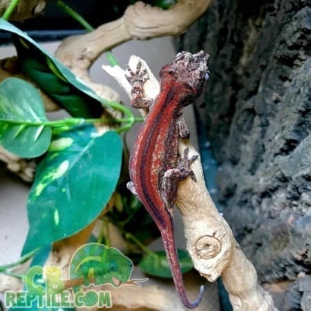 red super stripe gargoyle gecko