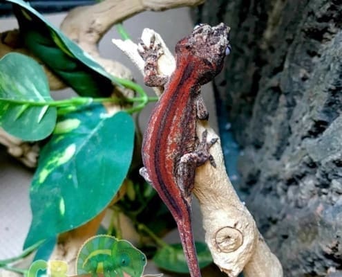 red super stripe gargoyle gecko