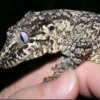 reticulated gargoyle gecko for sale