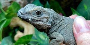 rhino iguana