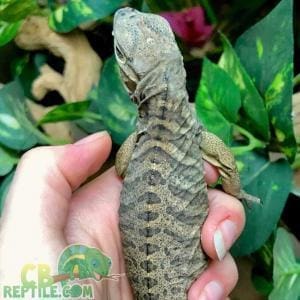 rhino iguana breeders