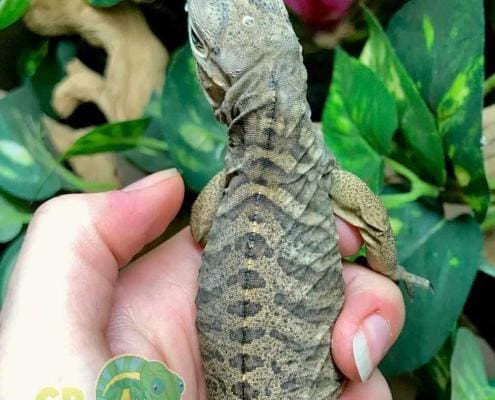 rhino iguana breeders