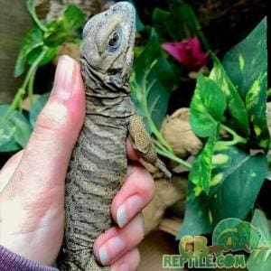 iguanas for sale