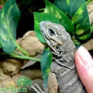 rhino iguanas for sale