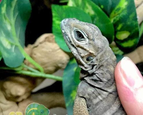 rhino iguanas for sale