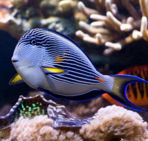 saltwater fish for sale