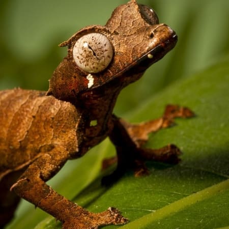 satanic leaf tail geckos