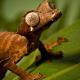 satanic leaf tail geckos