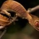 satanic leaf tailed gecko for sale