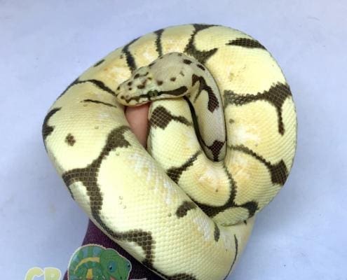 bumblebee desert ghost ball python