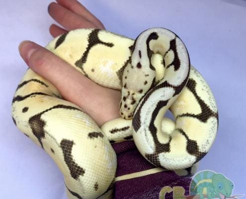 bumblebee desert ghost ball python for sale