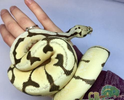 male bumblebee ball python for sale