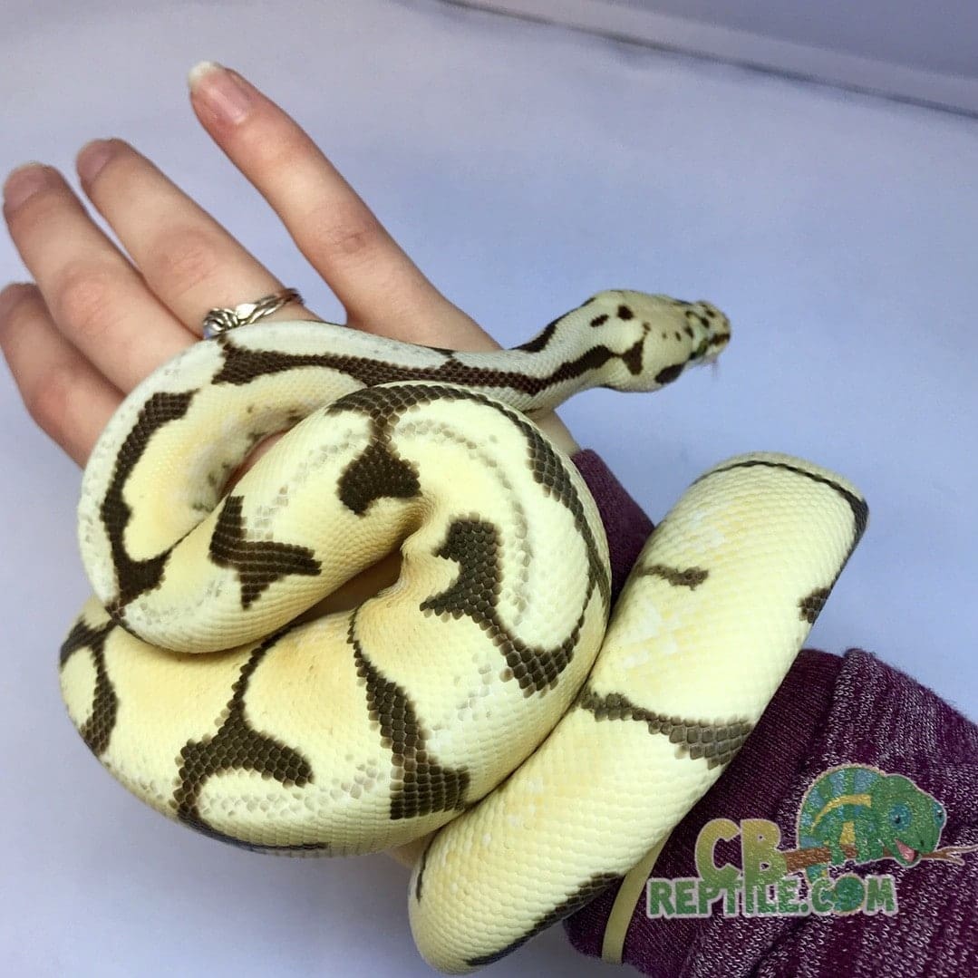 male bumblebee ball python for sale.